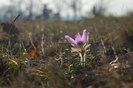 Schöne lila Frühlingsblume auf der Wiese - Pulsatilla grandis. 