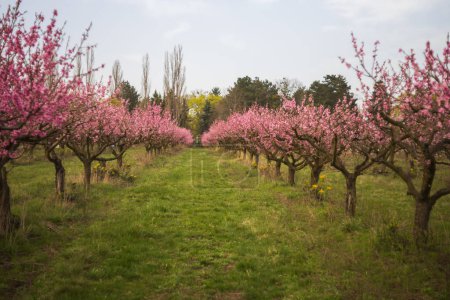 Rosa Blüten auf Pfirsichbäumen. Blühender Pfirsichgarten. Pfirsichallee und am Ende der Straße steht ein großes weißes Kreuz.