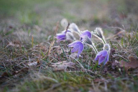 Beautiful purple spring flower in the meadow - Pulsatilla grandis. 