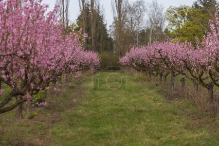 Schöner Pfirsichgarten. Es gibt rosa Blumen auf den Bäumen. Zwischen den Bäumen liegt grünes Gras. Der Himmel ist blau.