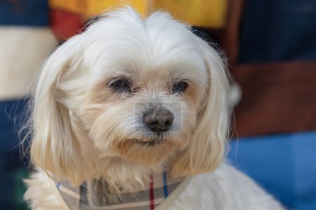 Beautiful little white Maltese dog. Portrait of a dog.