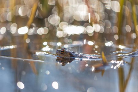 The green toad lies on the surface of the pond among the reeds. Nice bokeh