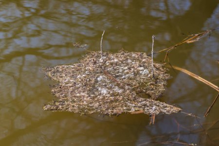 Huevos en escabeche de ranas en la superficie del estanque. El alevín flota en la superficie cerca de las cañas.