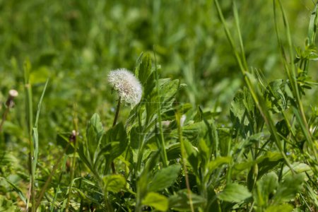 Dandelion - Taraxacum officinale its blooming flower on a green background.