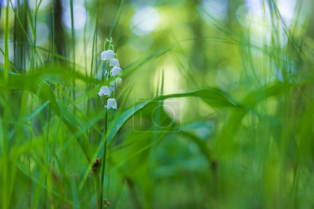 Lily of the valley - white flower with green leaves in the forest. Nice bokeh.