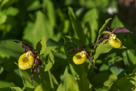 Foto de Slipper Orchid Cypripedium calceolus hermosa flor amarilla sobre un fondo verde con buen bokeh. Fotografía salvaje. - Imagen libre de derechos