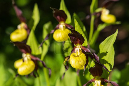 Slipper Orchid - Cypripedium calceolus beautiful yellow flower on a green background with nice bokeh. Wild foto.