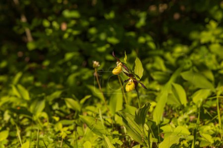 Foto de Slipper Orchid Cypripedium calceolus hermosa flor amarilla sobre un fondo verde con buen bokeh. Fotografía salvaje. - Imagen libre de derechos