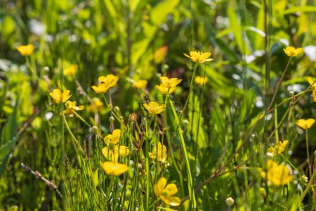 Yellow Blatouch - Caltha palustris flower with green leaves in the meadow.