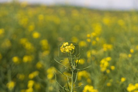Flor de campo amarillo Brassica napus en el campo.