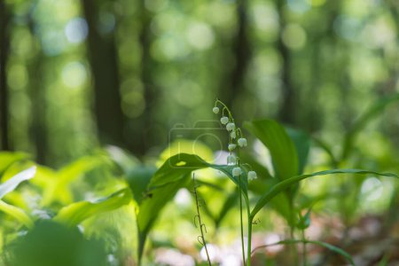 Téléchargez les photos : Lys de la vallée - fleur blanche aux feuilles vertes dans la forêt. Joli bokeh.
. - en image libre de droit