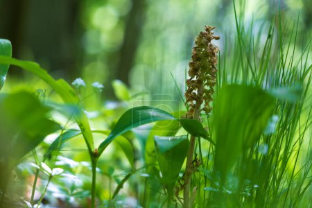 Nematode nestling - Neottia nidus-avis - Orchidee wächst in wilden Wäldern.