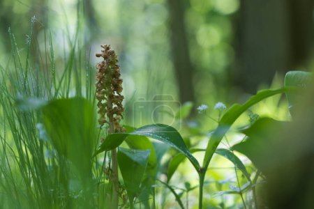 Nematode nestling - Neottia nidus-avis - Orchidee wächst in wilden Wäldern.
