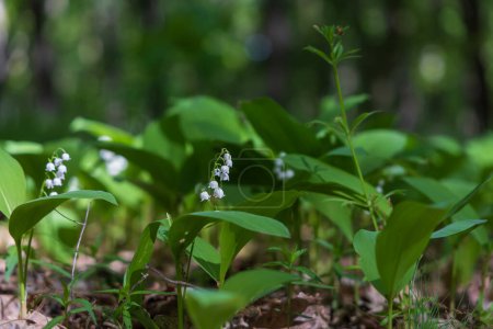Lily of the valley - white flower with green leaves in the forest. Nice bokeh.