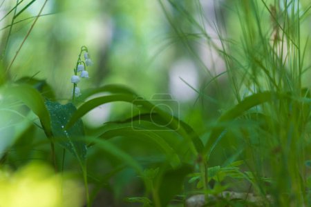 Téléchargez les photos : Lys de la vallée - fleur blanche aux feuilles vertes dans la forêt. Joli bokeh.
. - en image libre de droit