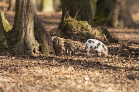 Wildschweine - Sus scrofa - im Wald und an der in ihrem natürlichen Lebensraum. Foto von wilder Natur.