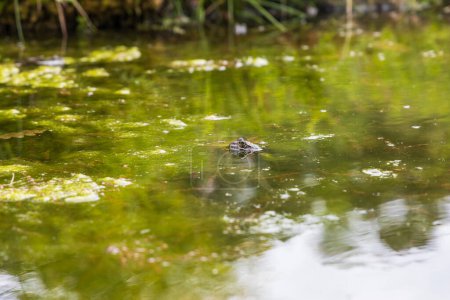 Rana en la superficie del estanque. Retrato de cerca de la cabeza de un sapo rana - Bufo bufo. Grandes ojos, reflexión en la superficie y hermoso bokeh son visibles.