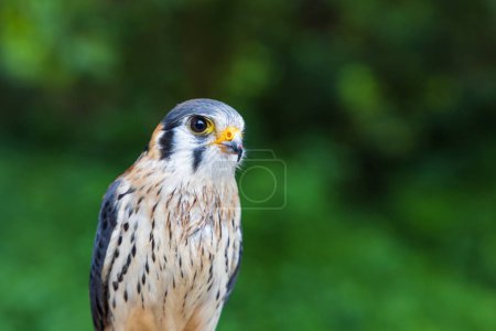 Beautiful little predator Sparrowhawk - Falco sparverius led by a falconer.