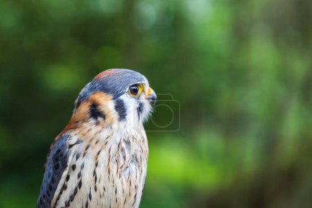 Schöne kleine Raubtier Sperber - Falco sparverius geführt von einem Falkner.