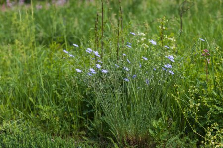 Petite fleur bleue oubliée qui pousse dans l'herbe verte de la forêt. Joli bokeh.
.