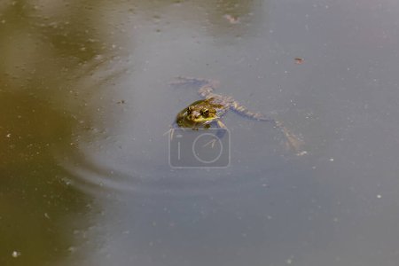 A large green frog in its natural habitat. Amphibian in water. Beautiful toad frog. Nice bokeh.