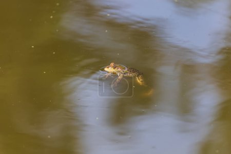 Une grande grenouille verte dans son habitat naturel. Amphibien dans l'eau. Belle grenouille crapaud. Joli bokeh..