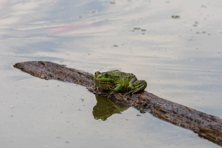 A large green frog in its natural habitat. Amphibian in water. Beautiful toad frog. Nice bokeh.