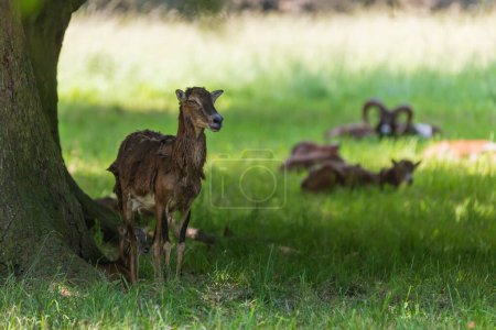 Ein Mufflon-Weibchen - Ovis musimon wacht über ihre Jungen. Im Hintergrund liegt ein Mufflon.