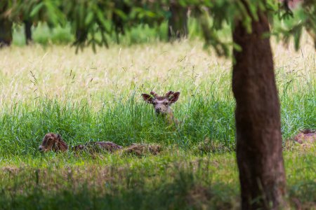 Eine Herde Mufflons - Ovis musimon und Sika-Hirsche - Cervus nippon stehen auf einer Wiese im Gras