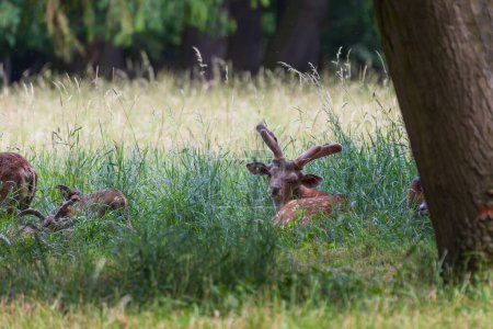 Eine Herde Mufflons - Ovis musimon und Sika-Hirsche - Cervus nippon stehen auf einer Wiese im Gras