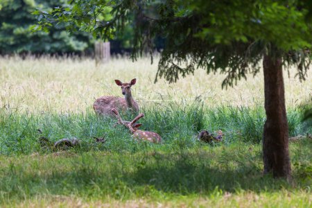 Un troupeau de Mouflon - Ovis musimon et Sika deer - Cervus nippon sont sur une prairie dans l'herbe
