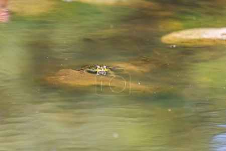 Ein großer grüner Frosch in seinem natürlichen Lebensraum. Amphibien im Wasser. Schöner Krötenfrosch. Schönes Bokeh.