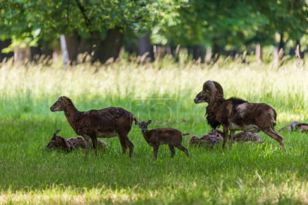 Eine Herde Mufflons - Ovis musimon und stehen auf einer Wiese im Gras