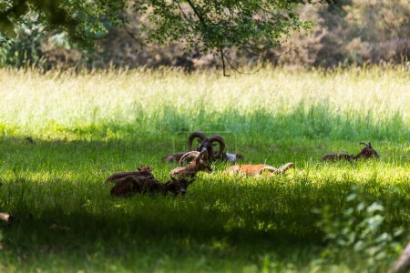 Una manada de Mouflon - Ovis musimon y están en un prado en la hierba