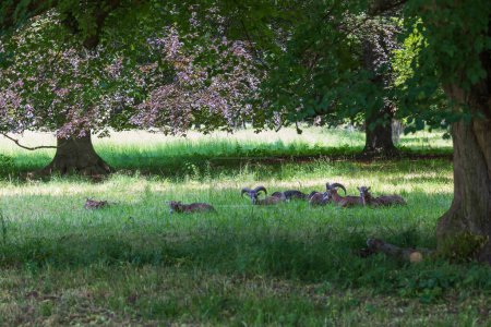 A herd of Mouflon - Ovis musimon and are on a meadow in the grass