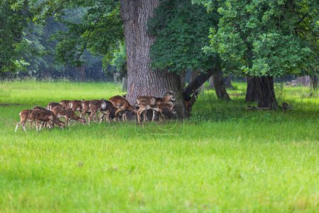 Una manada de Mouflon - Ovis musimon y están en un prado en la hierba