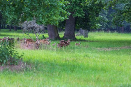 Téléchargez les photos : Un troupeau de Mouflon - Ovis musimon et sont sur une prairie dans l'herbe - en image libre de droit