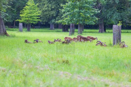 Eine Herde Mufflons - Ovis musimon und stehen auf einer Wiese im Gras