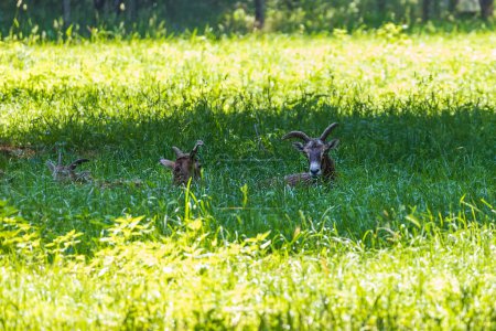 Téléchargez les photos : Un troupeau de Mouflon - Ovis musimon et sont sur une prairie dans l'herbe - en image libre de droit