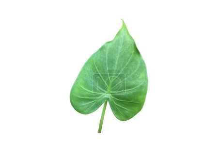 Photo for Isolated alocasia cuprea leaf with clipping paths. - Royalty Free Image