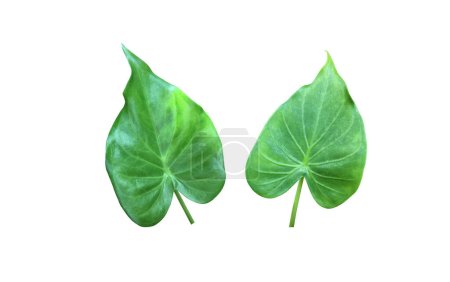 Photo for Isolated alocasia cuprea leaf with clipping paths. - Royalty Free Image