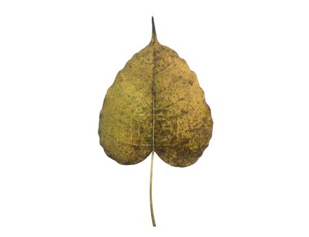 Photo for Isolated old and dry peepul leaf with clipping paths. - Royalty Free Image