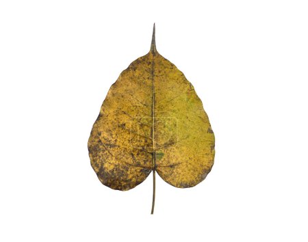 Photo for Isolated old and dry peepul leaf with clipping paths. - Royalty Free Image