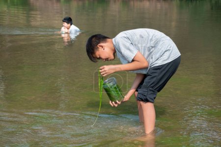 Téléchargez les photos : Les garçons asiatiques détiennent des algues d'eau douce ou spirogyra, spironine qui grignote dans une rivière locale qui flotte de la montagne voisine pour étudier l'écosystème et observer la clanité de l'eau dans la rivière.. - en image libre de droit