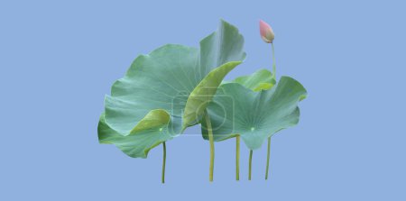 isolierte Seerosen- oder Lotuspflanzen, Sträucher, Blüten und Blätter mit Schnittpfaden.