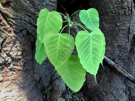 Photo for Closeup image of ficus religiosa branch and leaf. - Royalty Free Image