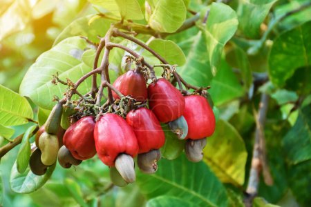 A bunch of cashews on a cashew tree.