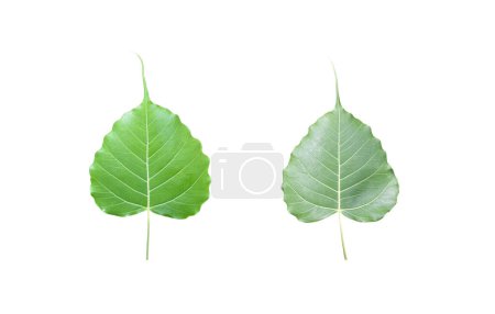 Photo for Isolated phothi leaves orsacred leaves on white background with clipping paths. - Royalty Free Image