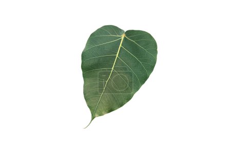 Photo for Sacred fig leaf isolated on white background with clipping paths. - Royalty Free Image