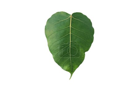 Photo for Sacred fig leaf isolated on white background with clipping paths. - Royalty Free Image
